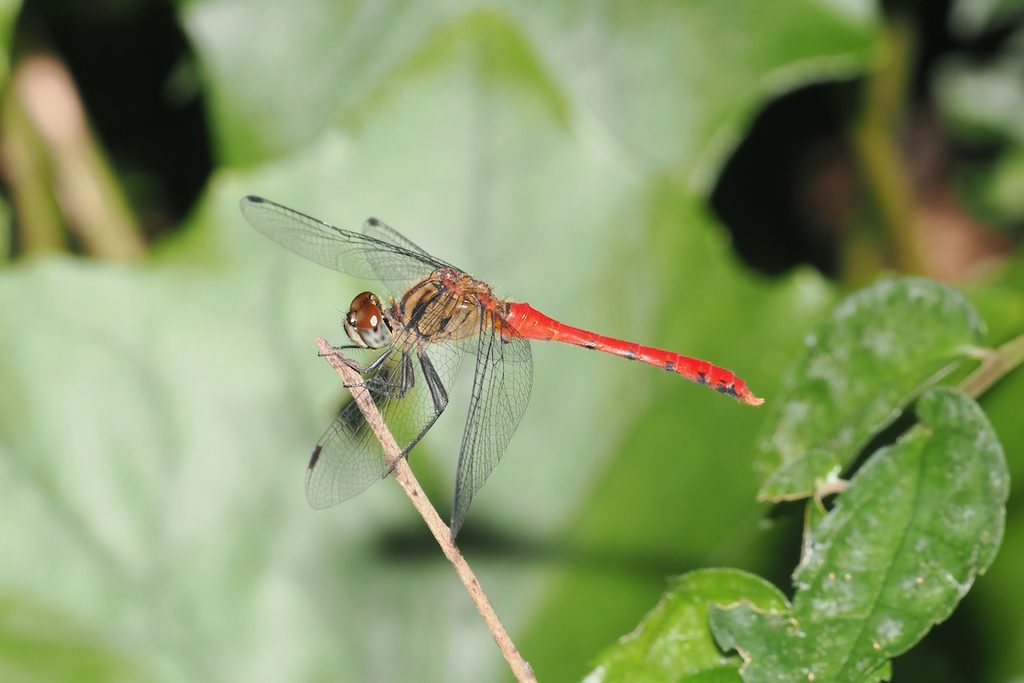 纖紅蜻蜓 Sympetrum nantouensis 初次觀察