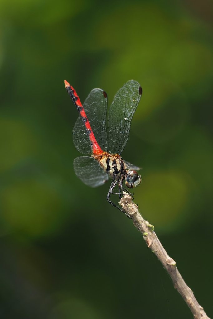 纖紅蜻蜓 Sympetrum nantouensis 初次觀察