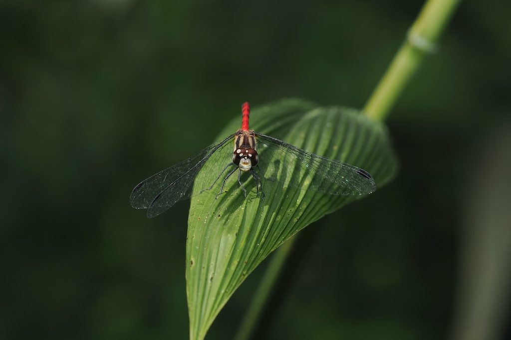 纖紅蜻蜓 Sympetrum nantouensis 初次觀察