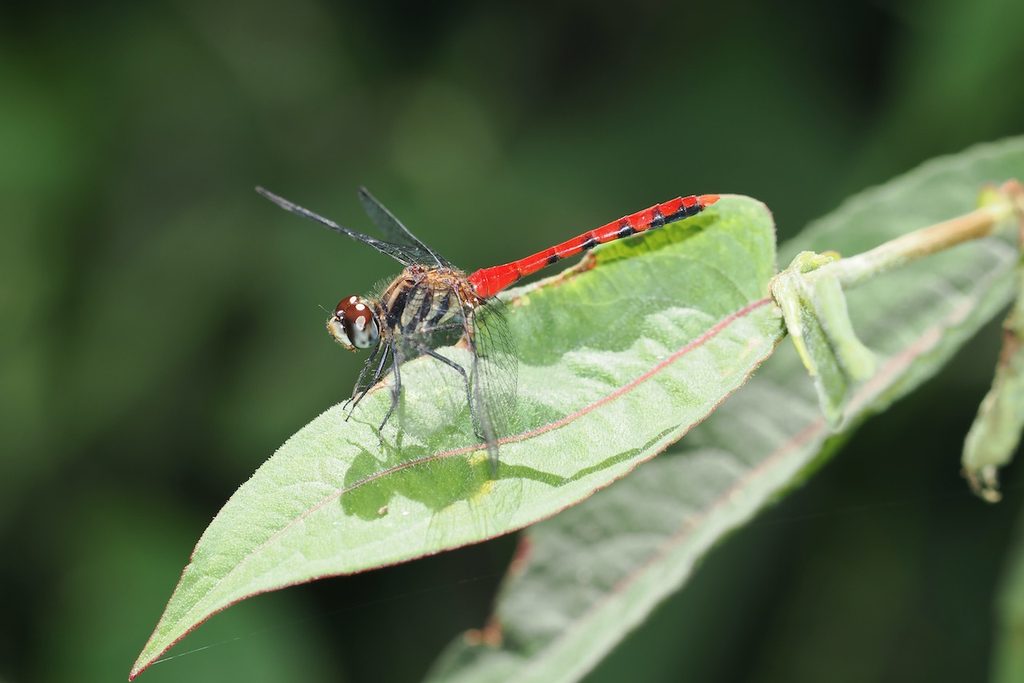 纖紅蜻蜓 Sympetrum nantouensis 初次觀察