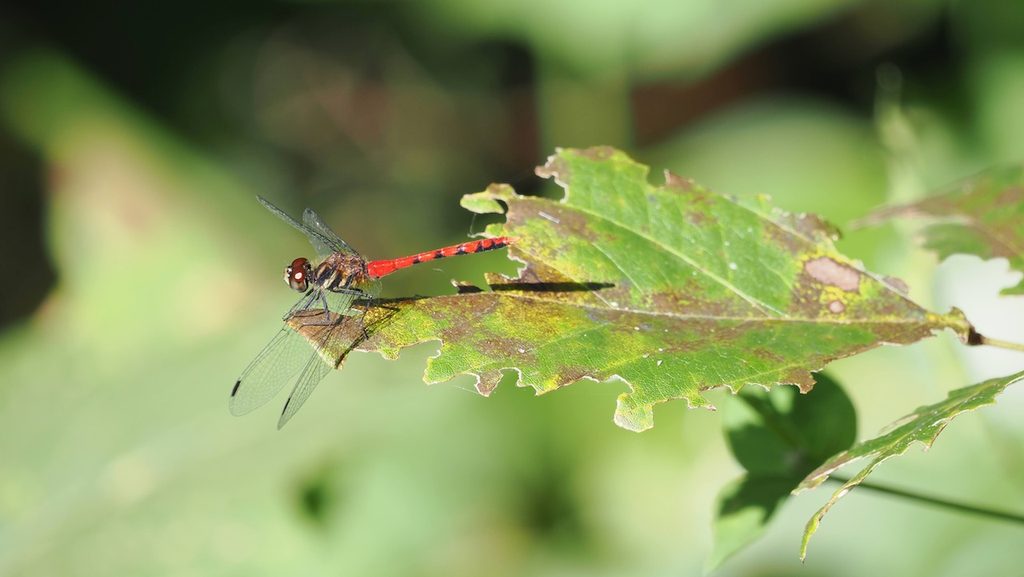 纖紅蜻蜓 Sympetrum nantouensis 初次觀察