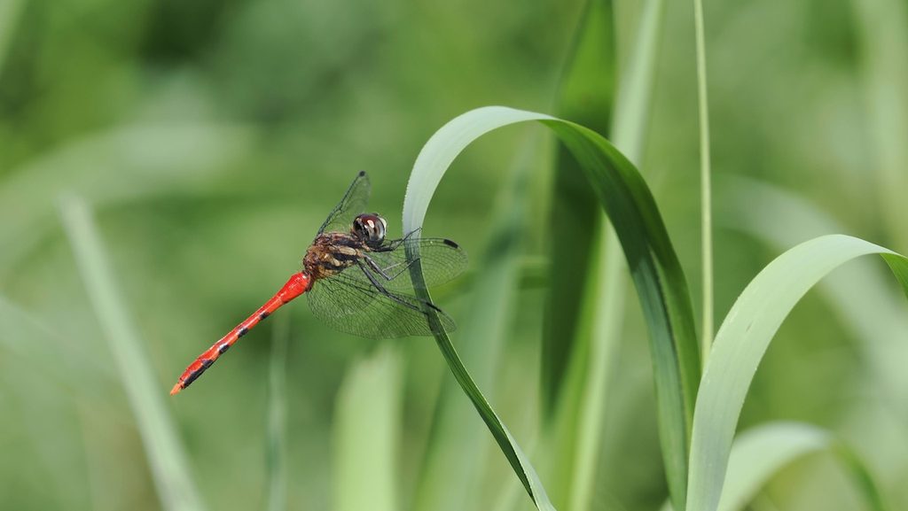 纖紅蜻蜓 Sympetrum nantouensis 初次觀察