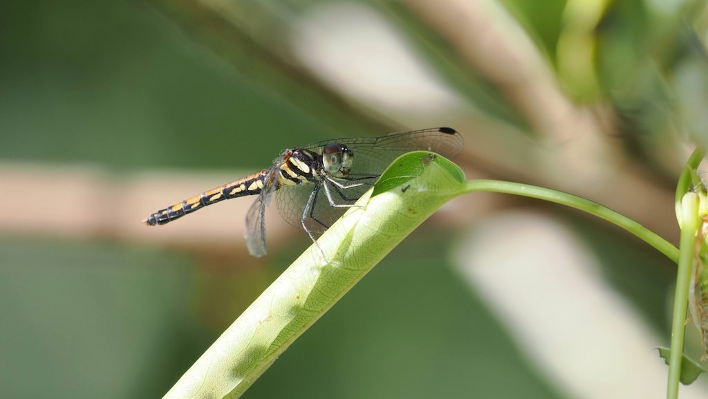 纖紅蜻蜓 Sympetrum nantouensis 初次觀察