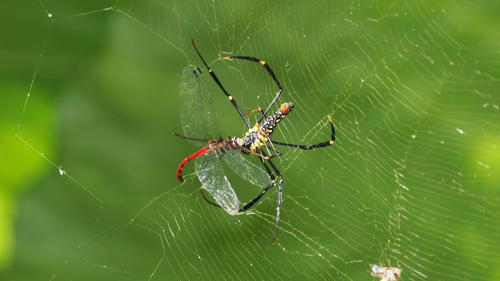 纖紅蜻蜓 Sympetrum nantouensis 初次觀察