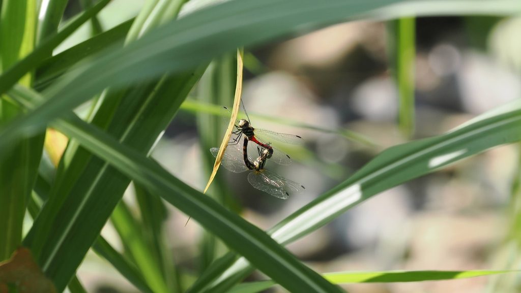 纖紅蜻蜓 Sympetrum nantouensis 初次觀察