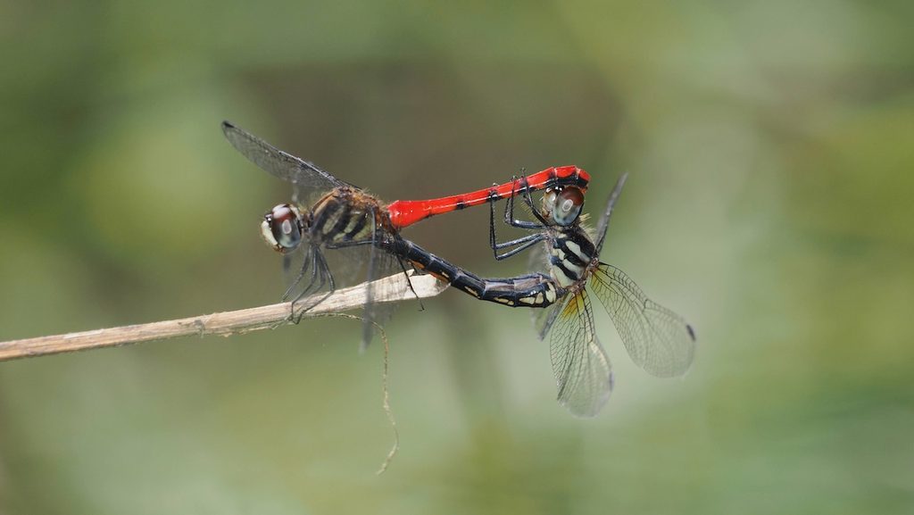 纖紅蜻蜓 Sympetrum nantouensis 初次觀察