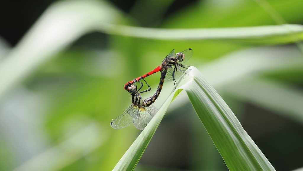 纖紅蜻蜓 Sympetrum nantouensis 初次觀察