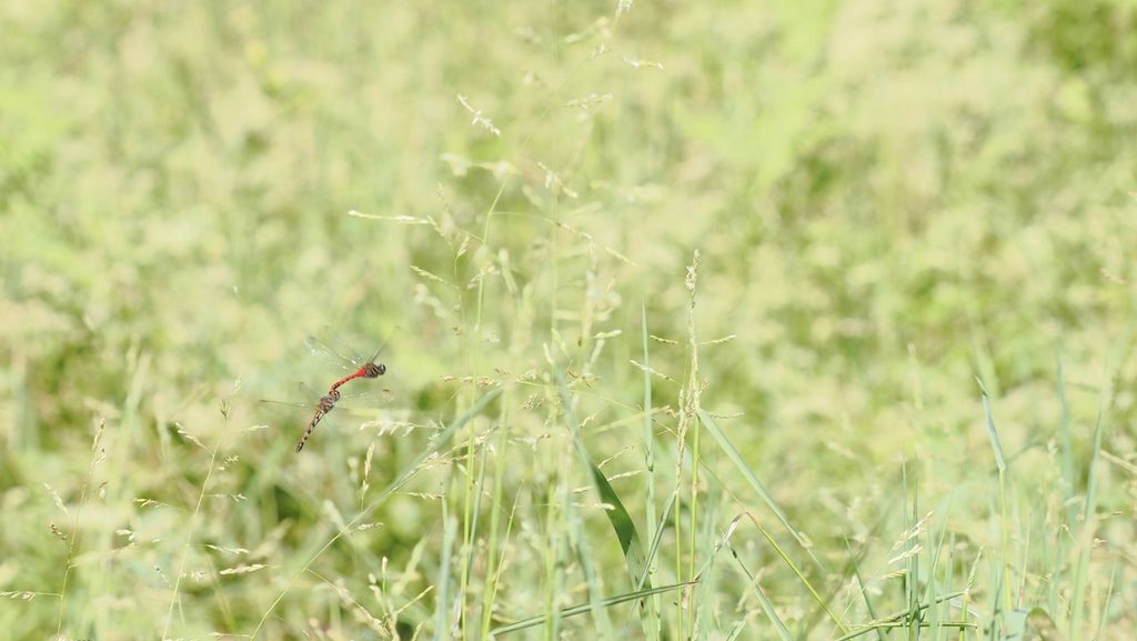 纖紅蜻蜓 Sympetrum nantouensis 初次觀察
